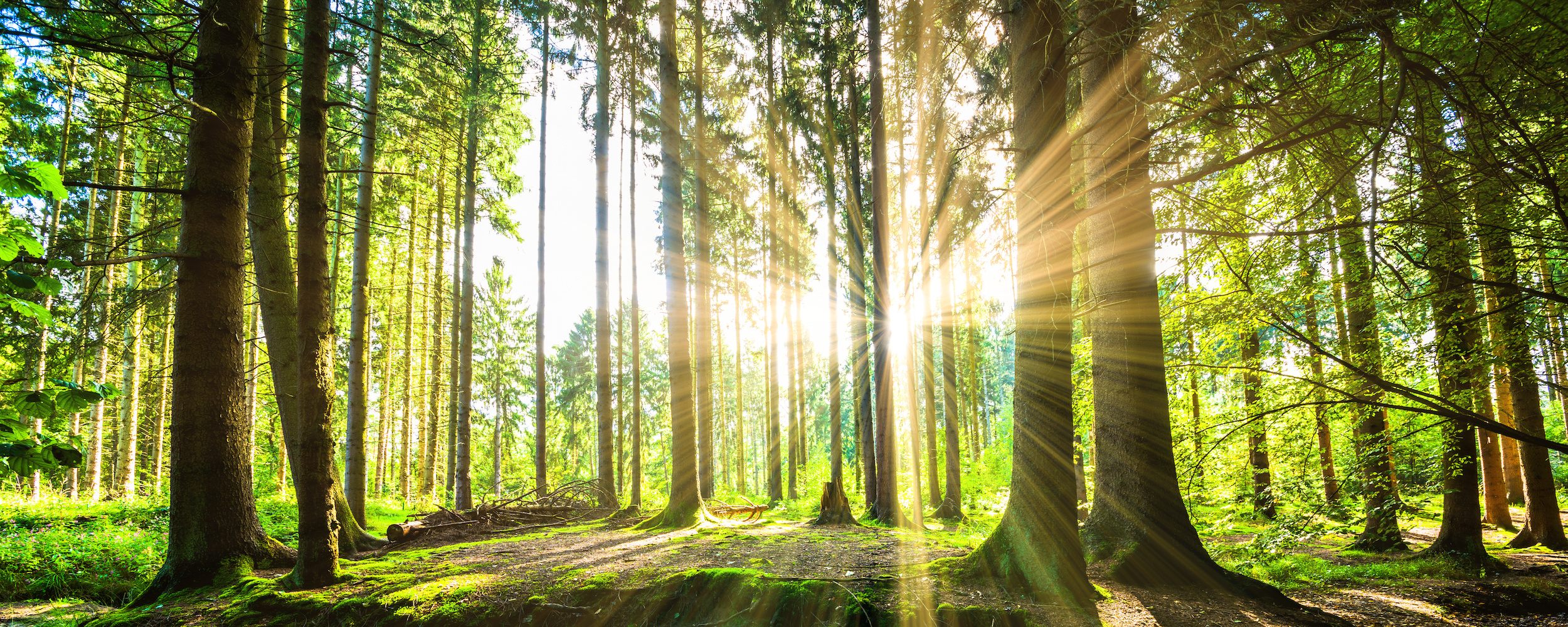 Naturbaustoffe sind unsere Zukunft